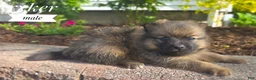 Pomeranian dogs for sale: Shiloh- Cream - Ad 8