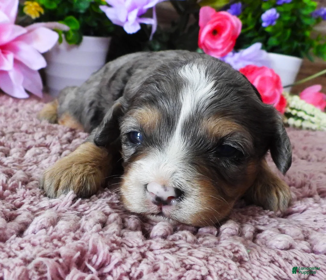 Cavapoo dogs for sale: #1 Female (Whitney) - Ad 1