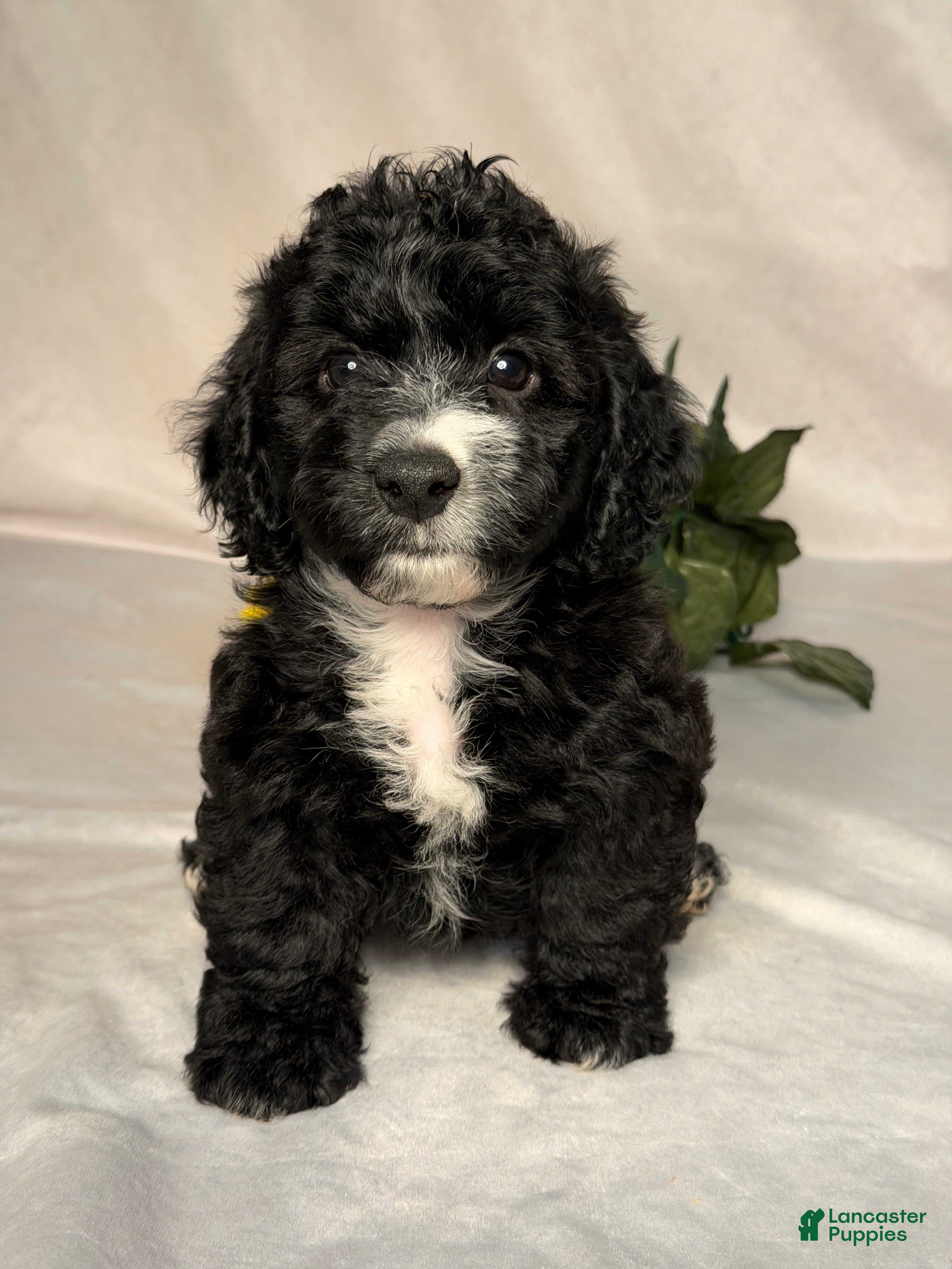 Mixed Breed dogs Oreo - Ad 1