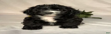 Oreo