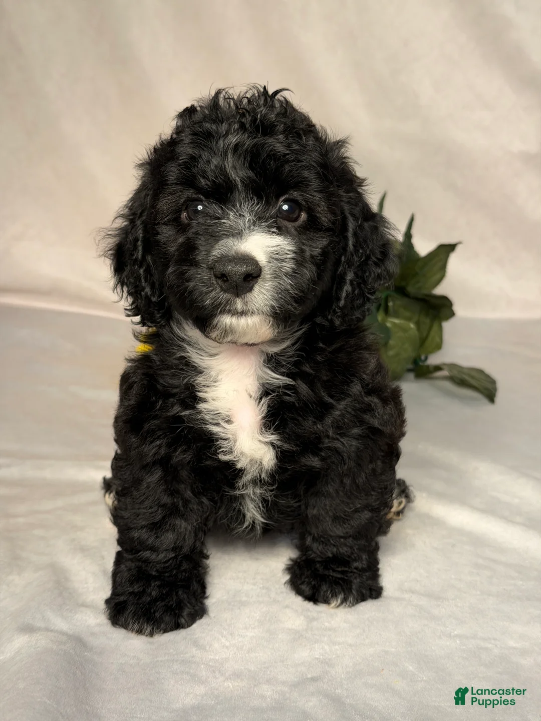 Mixed Breed dogs for sale: Oreo - Ad 1