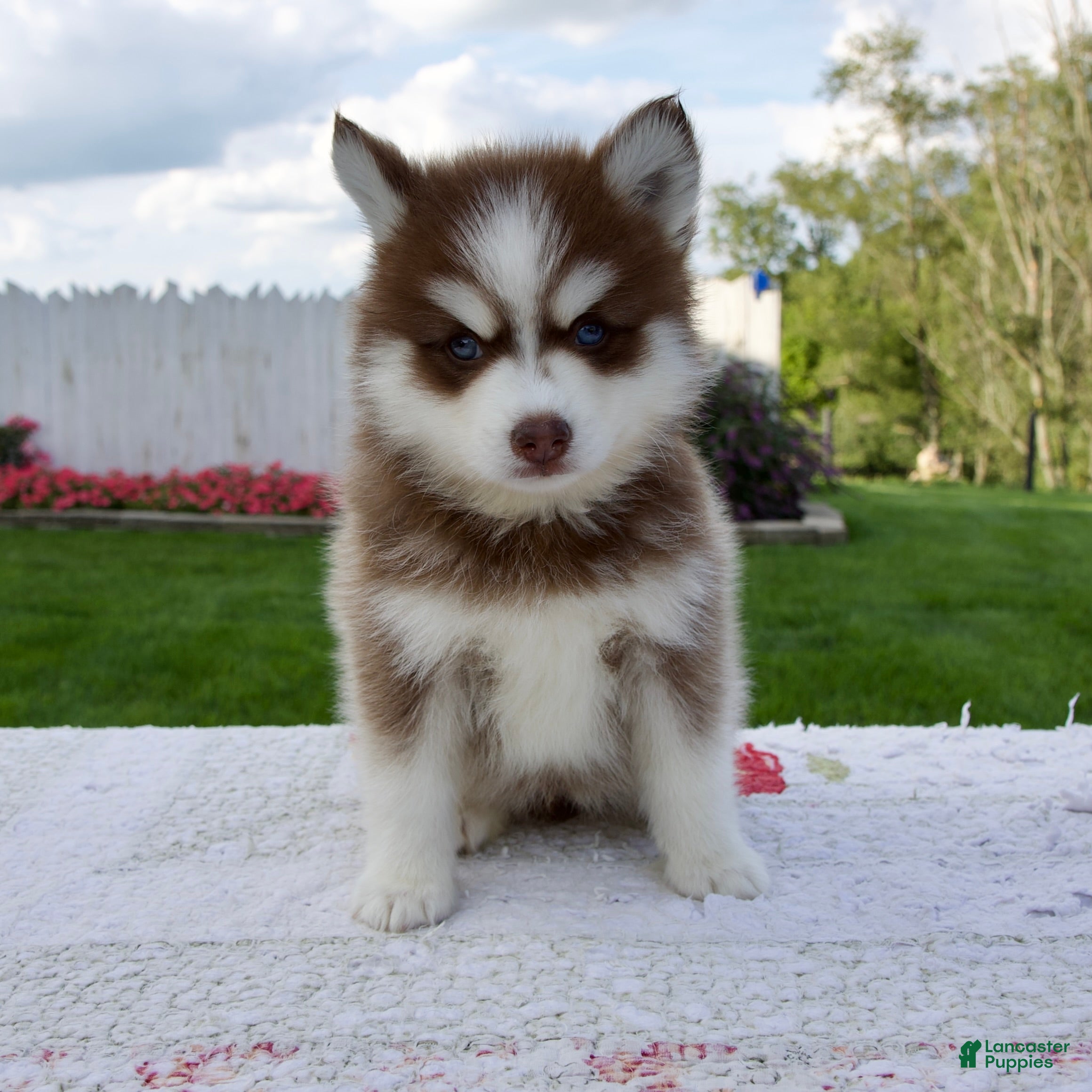 Pomsky dogs Felix - Ad 1