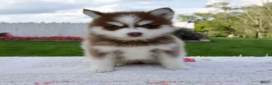Felix