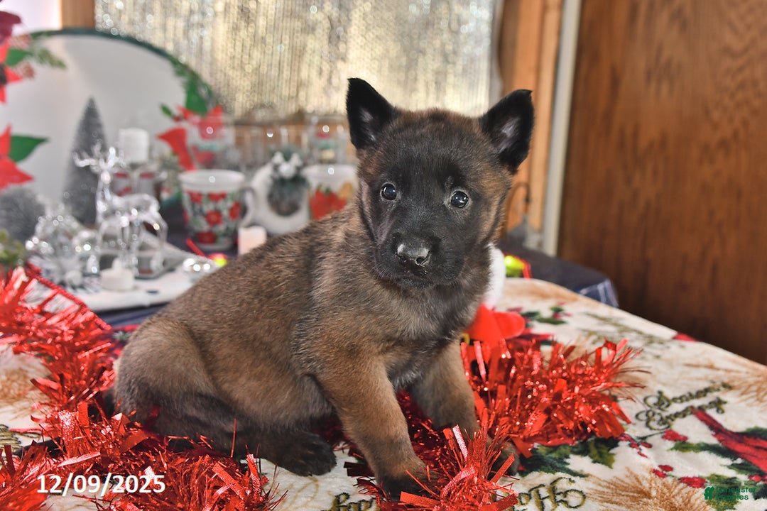 Belgian Malinois dogs for sale: Gypsy - Ad 1