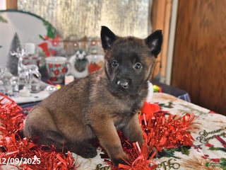 Belgian Malinois dogs Gypsy - Ad 21