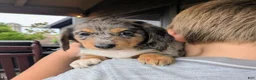Dachshund dogs for sale: Dachshund 3 - Ad 4