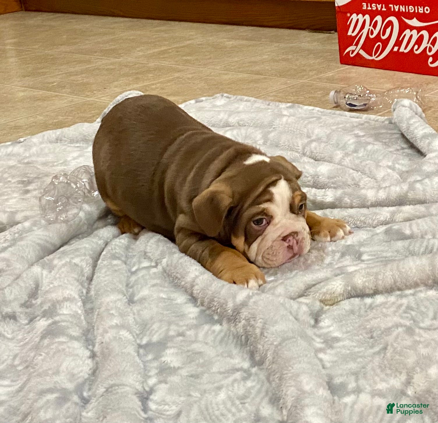 English Bulldog dogs Loverboy - Ad 2