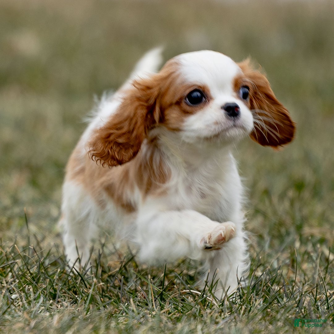Cavalier King Charles Spaniel dogs for sale: Zoey - Ad 3