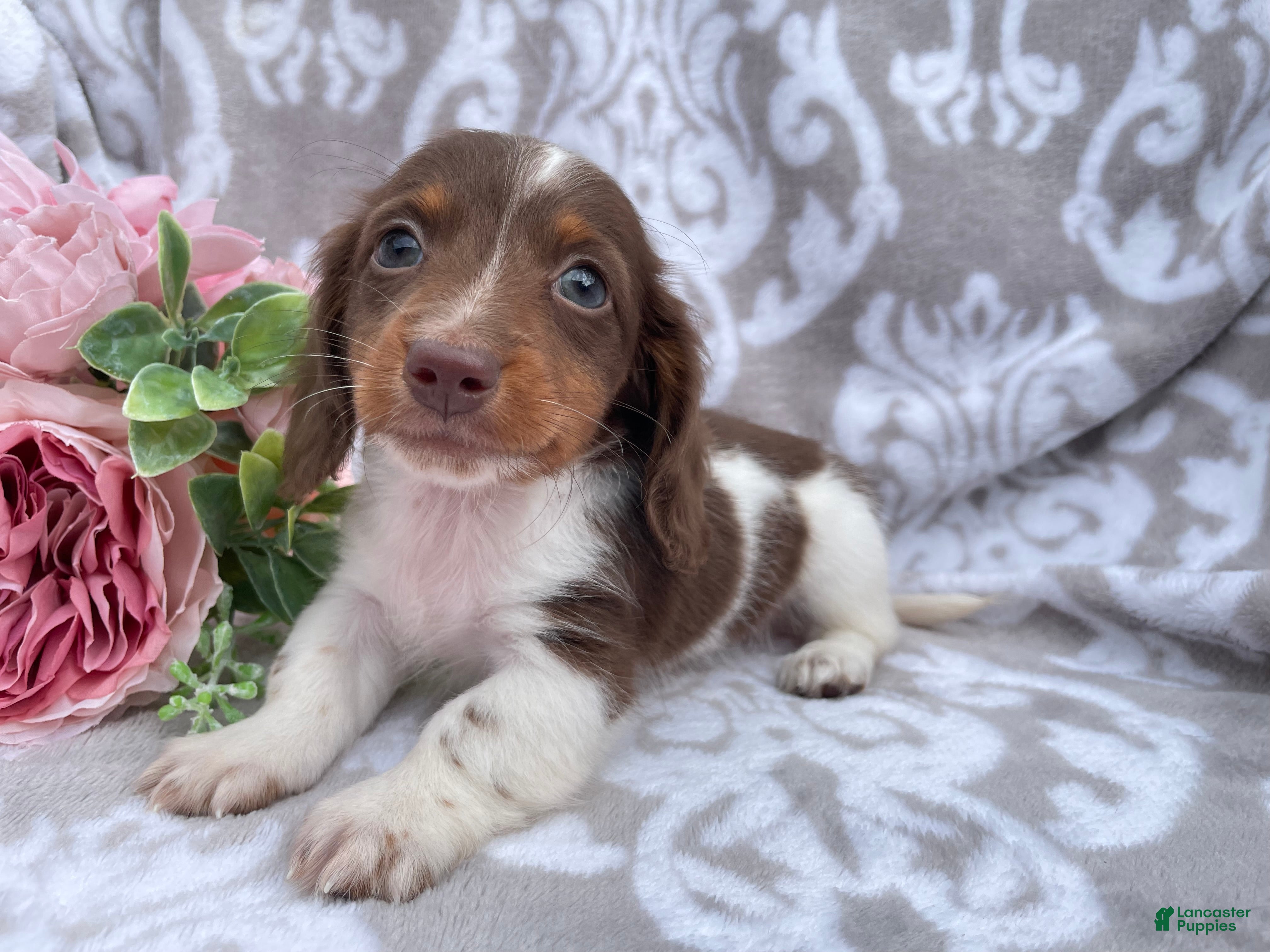 Miniature Dachshund dogs Heather - Ad 2