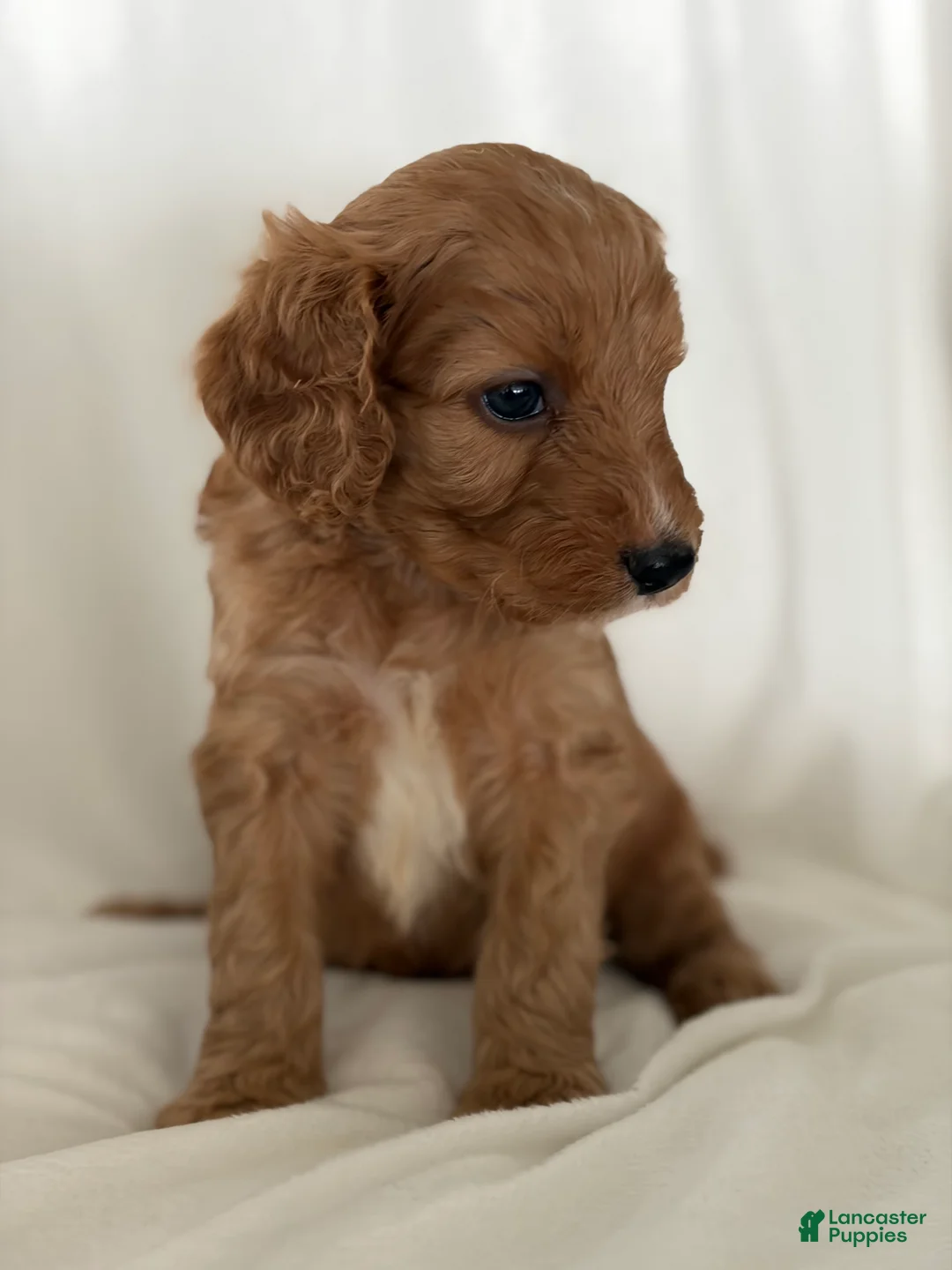 Cavapoo dogs for sale: Aspen💙 - Ad 1