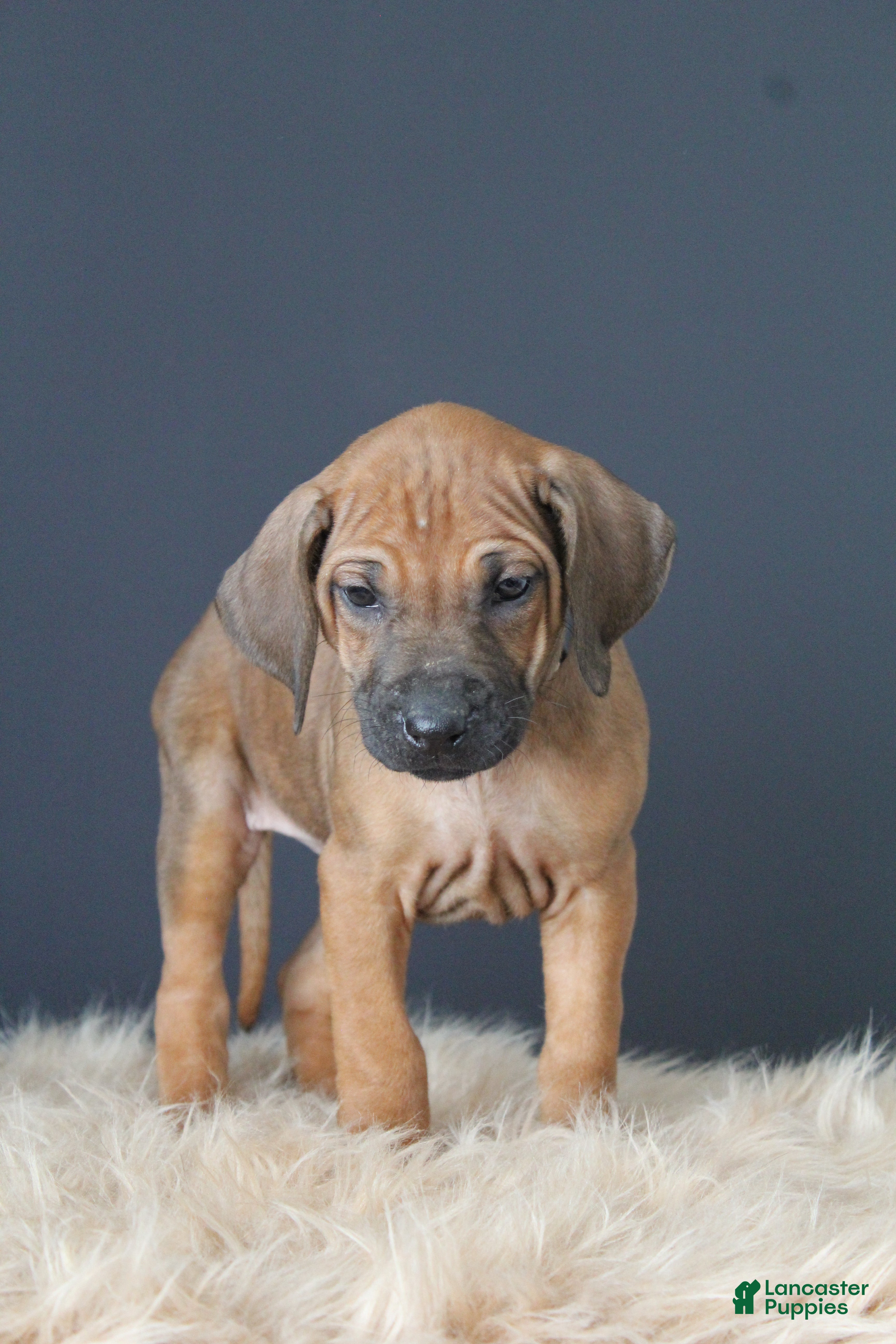 Rhodesian Ridgeback dogs Kara - Ad 1
