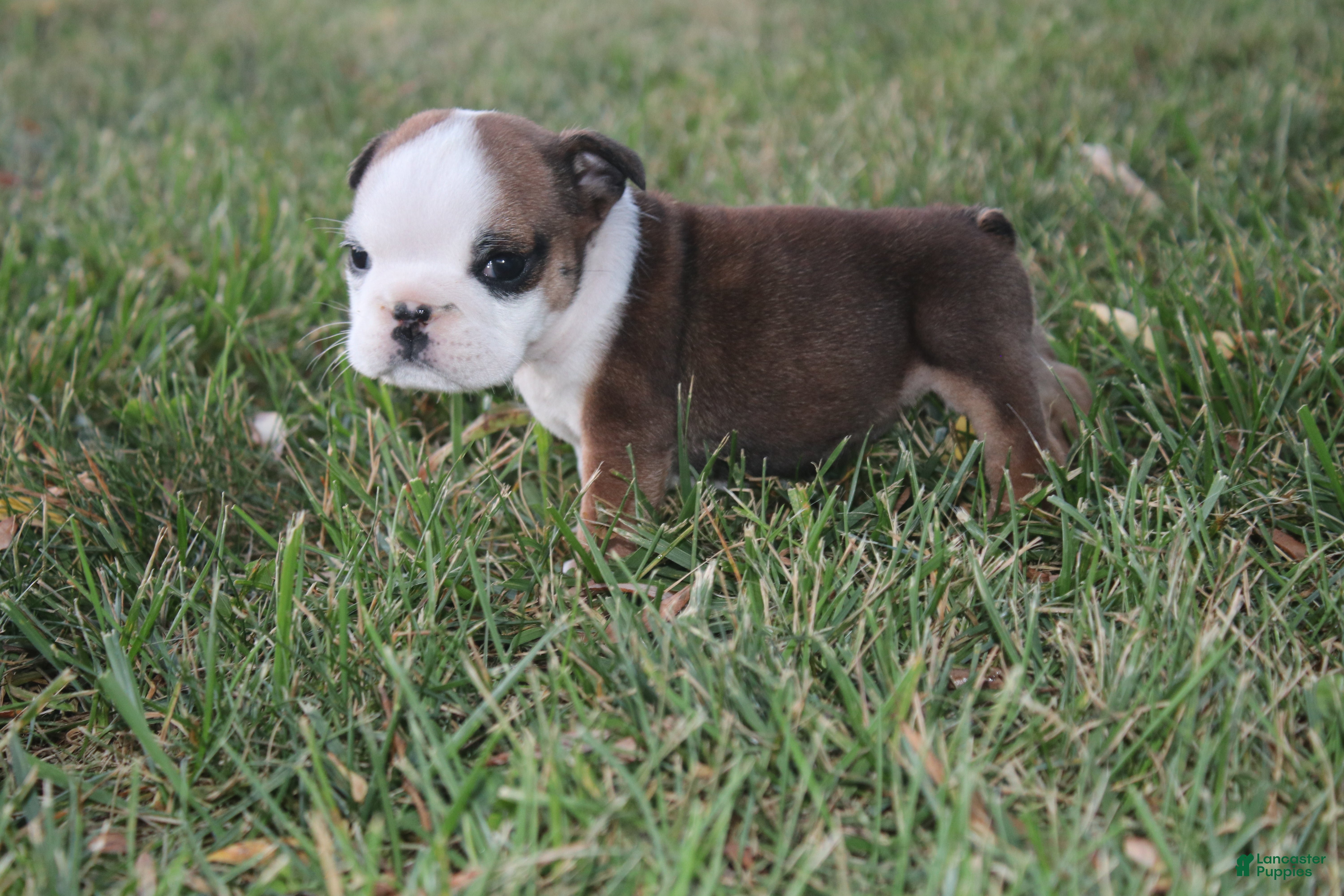 English Bulldog dogs English Bulldog 5 - Ad 7
