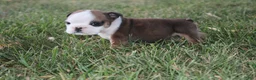 English Bulldog dogs for sale: English Bulldog 5 - Ad 1
