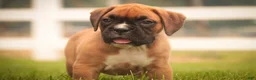 Boxer dogs for sale: Cassie - Ad 7