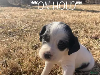 English Setter dogs for sale: Georgia - Ad 1