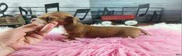 Dachshund dogs for sale: Nationwide delivery. Sugar pies red and white girl - Ad 3