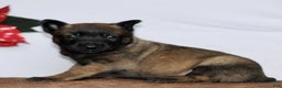 Belgian Malinois dogs for sale: Archer  - Ad 3