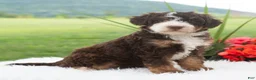 Mini Bernedoodle dogs for sale: Raina  - Ad 4