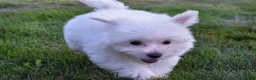 Maltese dogs for sale: Roscoe💙 - Ad 4