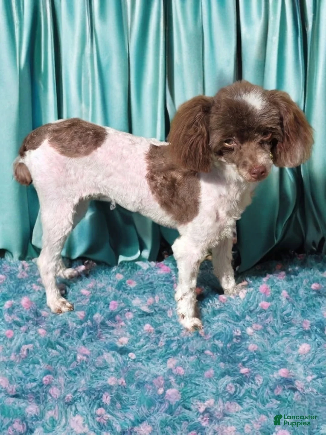 Maltipoo dogs for sale: Pooh - Ad 3