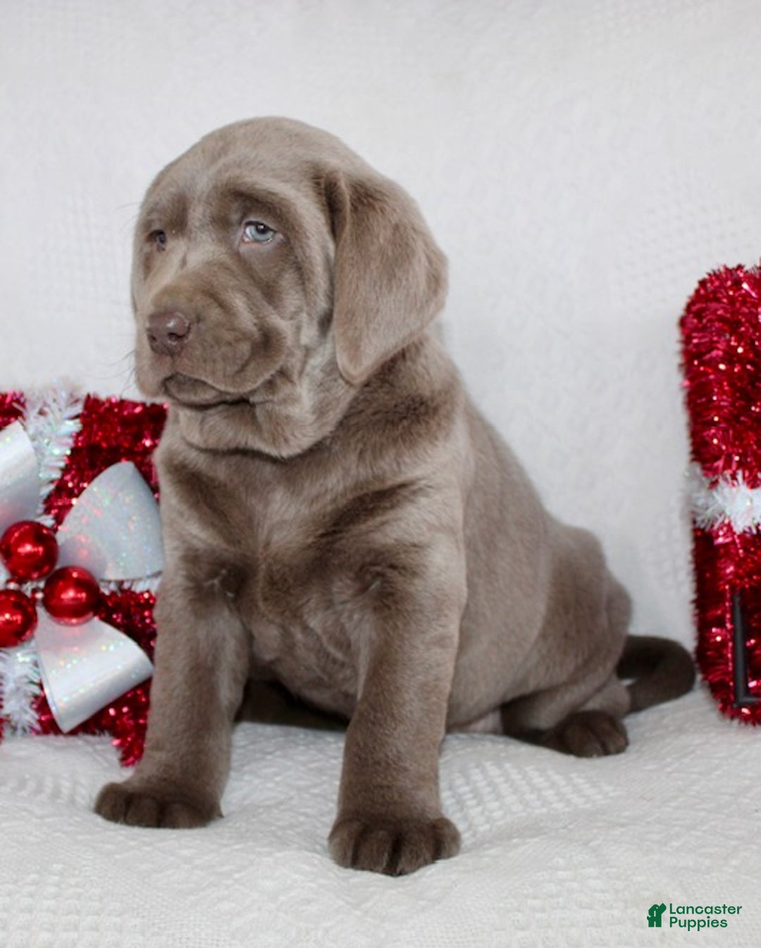 Labrador Retriever dogs for sale: Ribsy - Ad 4