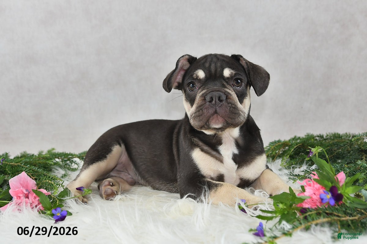 French Bulldog dogs Henrick - Ad 1