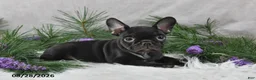 Frenchton dogs for sale: Mercy - Ad 4