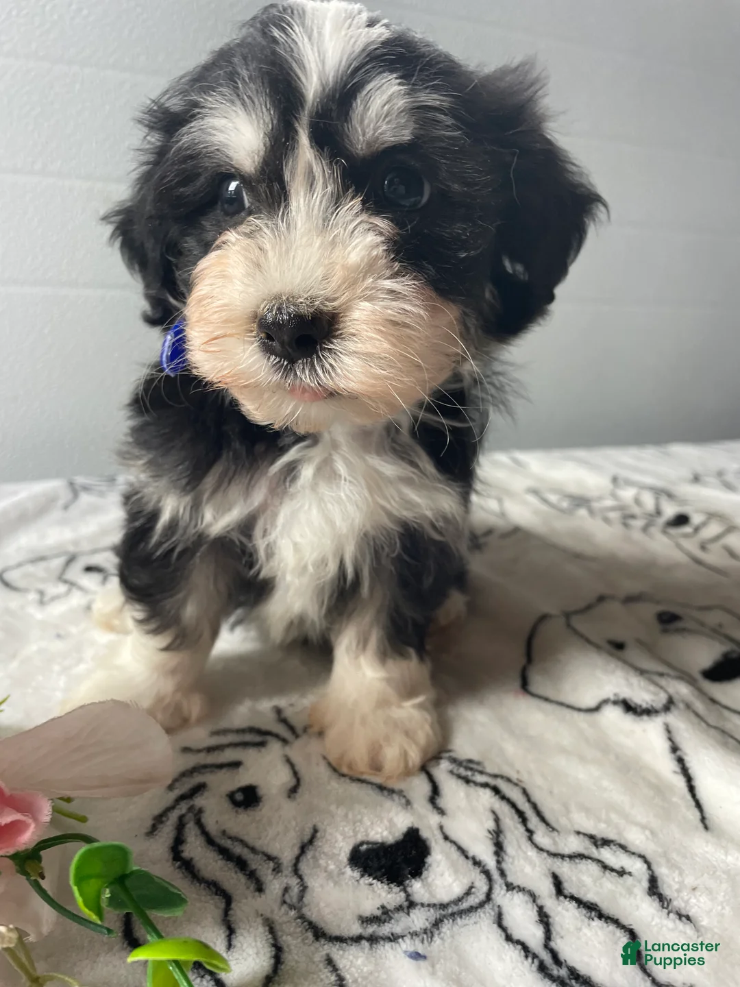 Havanese dogs for sale: Sparky - Ad 2