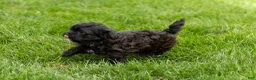 Shihpoo dogs for sale: Ida - Ad 5