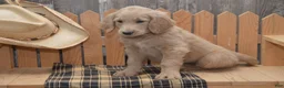 Goldendoodle dogs for sale: Blake - Ad 7