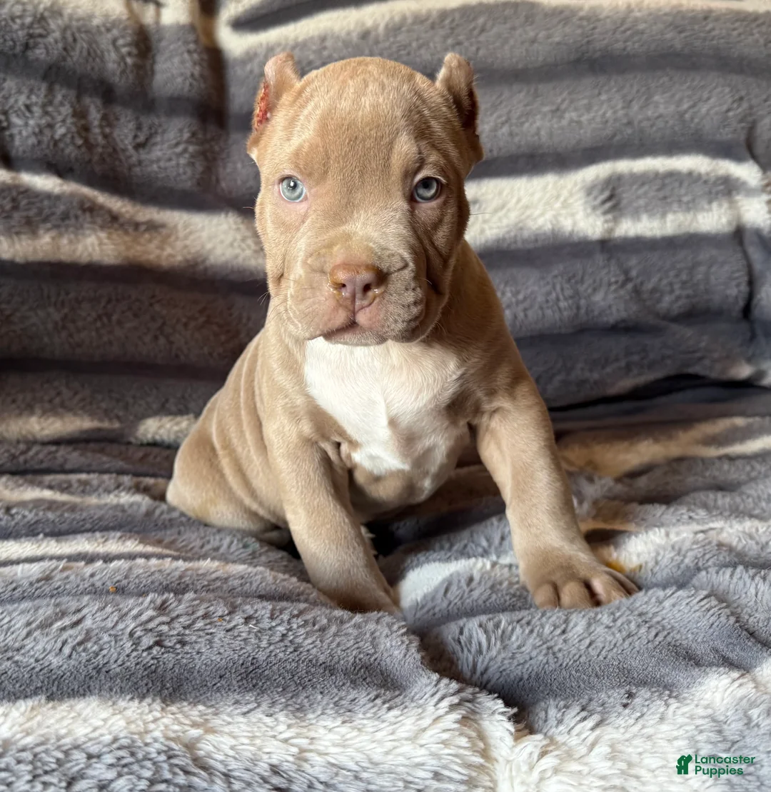 American Bully dogs for sale: Guess - Ad 1