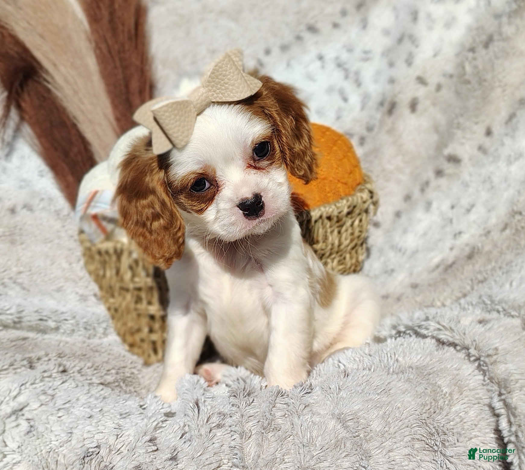 Cavapoo dogs for sale: Twinkle  - Ad 2