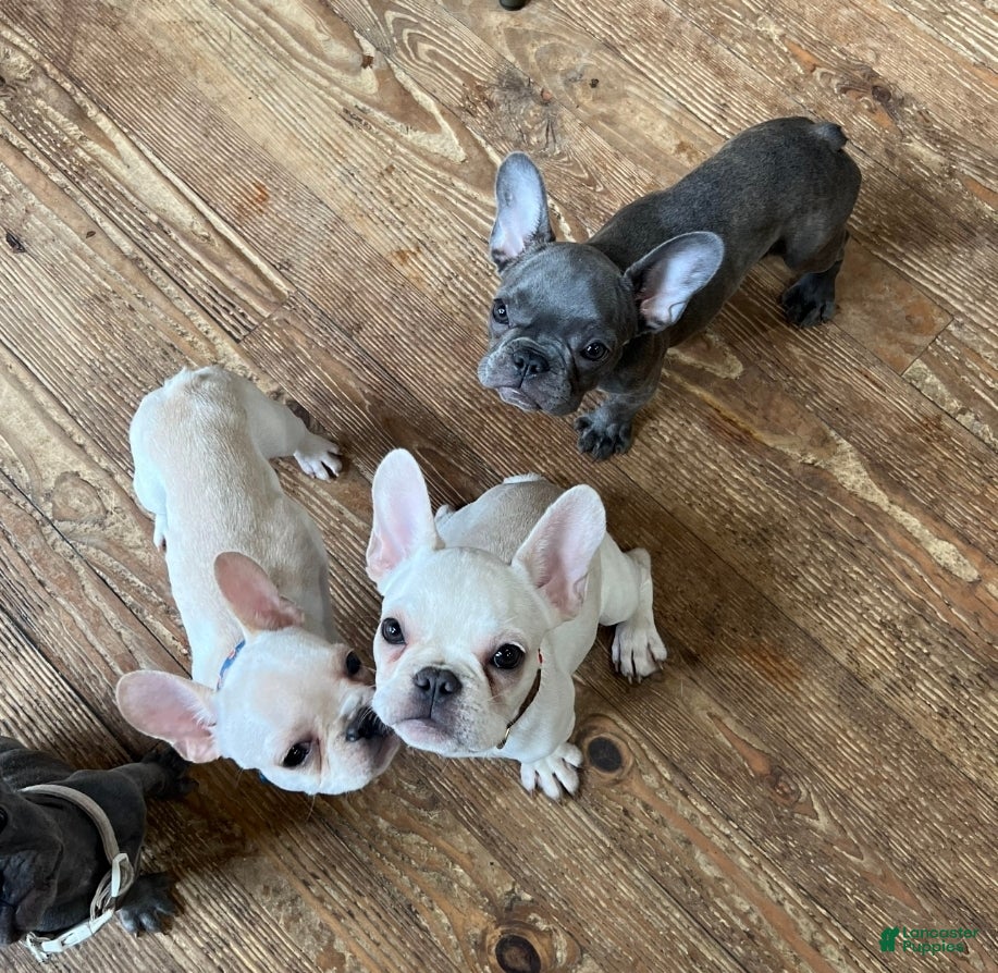 French Bulldog dogs Chucho - Ad 2