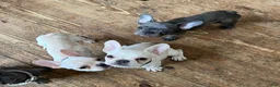 French Bulldog dogs for sale: Chucho - Ad 2