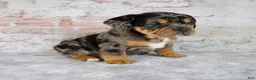 Beabull dogs for sale: Graham - Ad 5