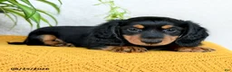 Miniature Dachshund dogs for sale: Cade  - Ad 3
