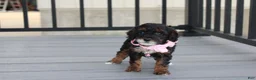 Miniature Poodle dogs for sale: Athena  - Ad 14