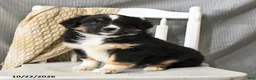 Miniature Australian Shepherd dogs for sale: Lollipop - Ad 3