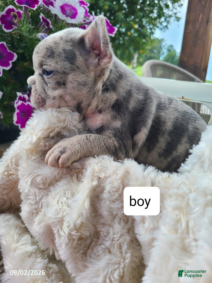 Frenchton dogs Micky - Ad 2