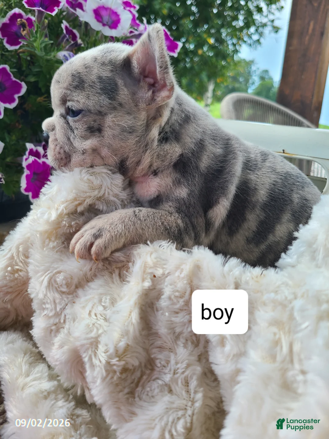 Frenchton dogs for sale: Micky - Ad 2