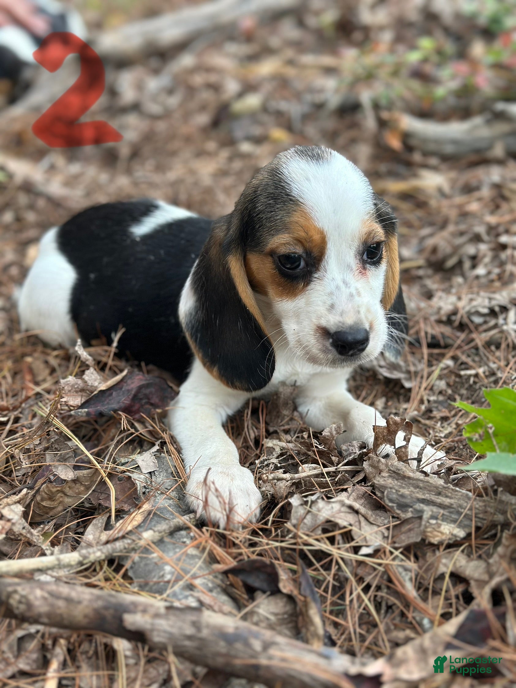 Beagle dogs Beagle Puppy 2 - Ad 9