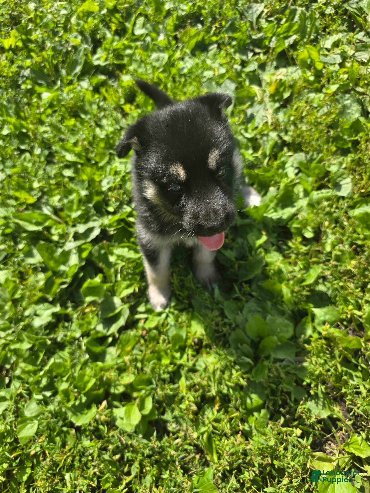 Gerberian Shepsky dogs Gerberian Shepsky 5 - Ad 5