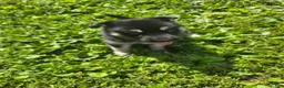 Gerberian Shepsky dogs for sale: Gerberian Shepsky 5 - Ad 1