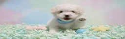 Maltipoo dogs for sale: GUCCI - Ad 1