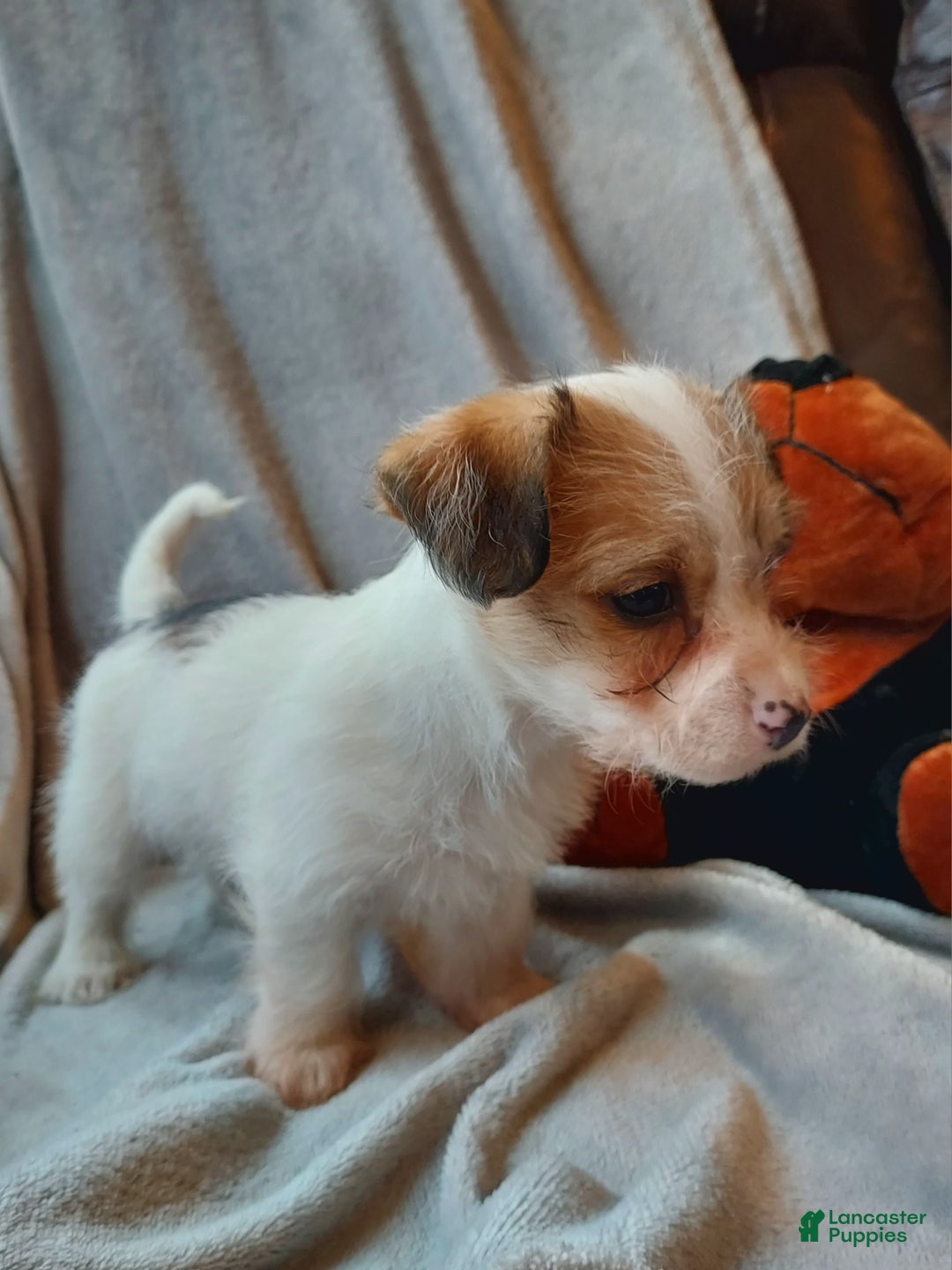 Jackapoo dogs for sale: Holly - Ad 2