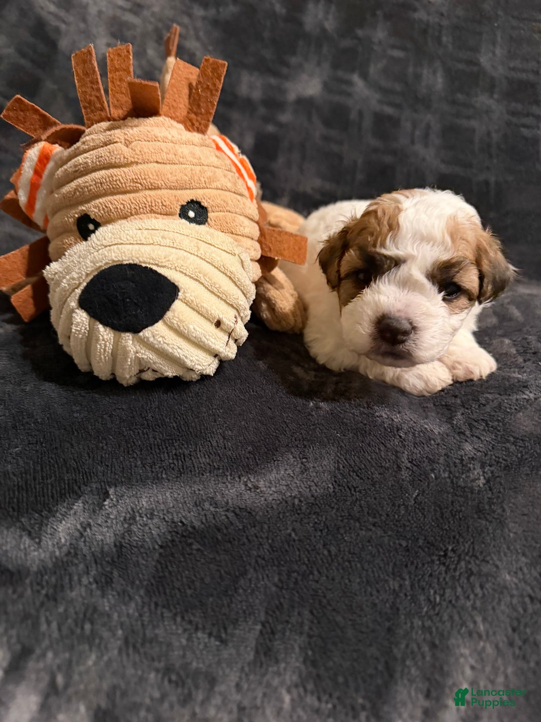 Mixed Breed dogs for sale: Teddy - Ad 1