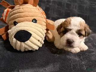 Mixed Breed dogs Teddy - Ad 15