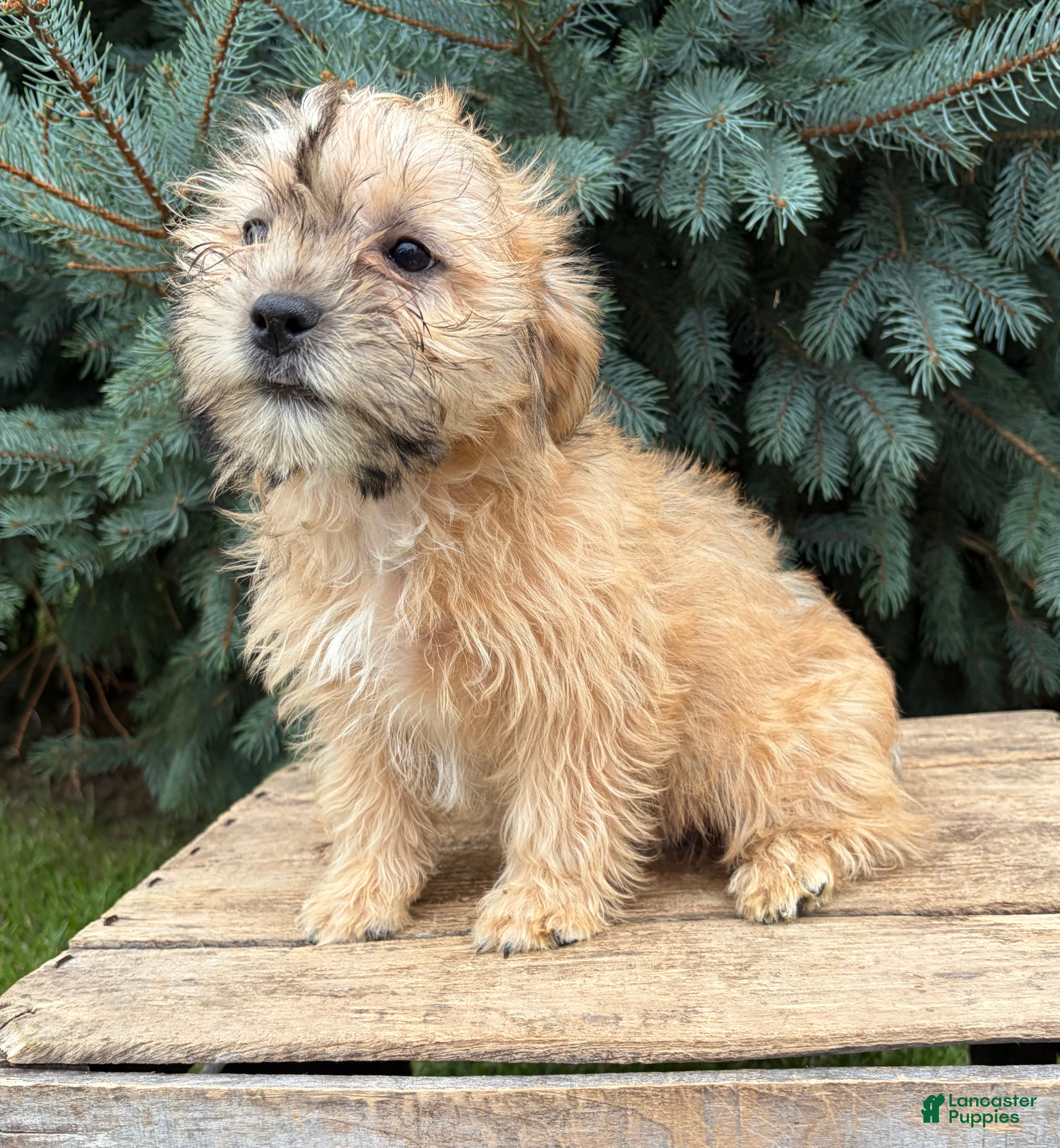 Shorkie dogs Axle - Ad 2