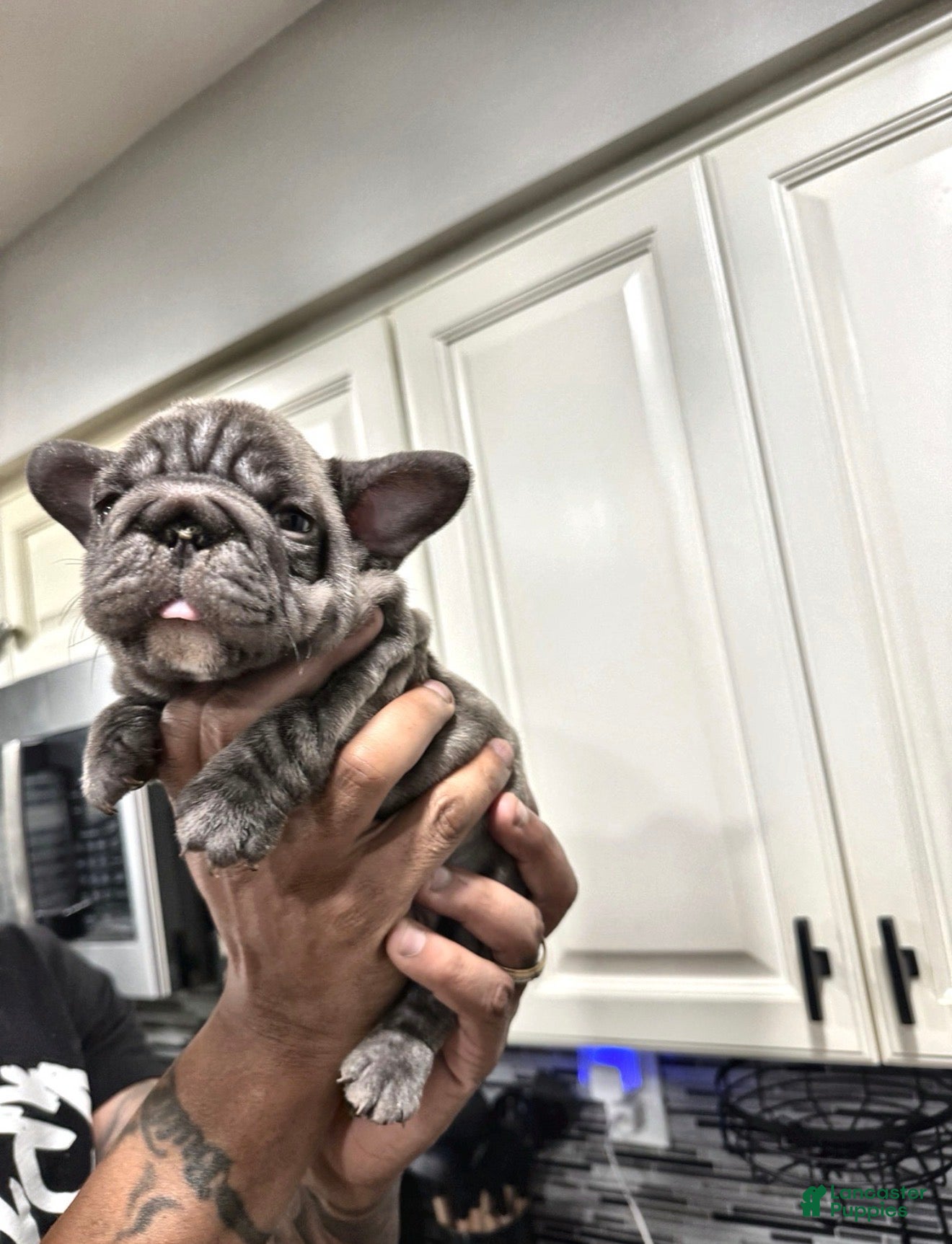 French Bulldog dogs French Bulldog 1 - Ad 2