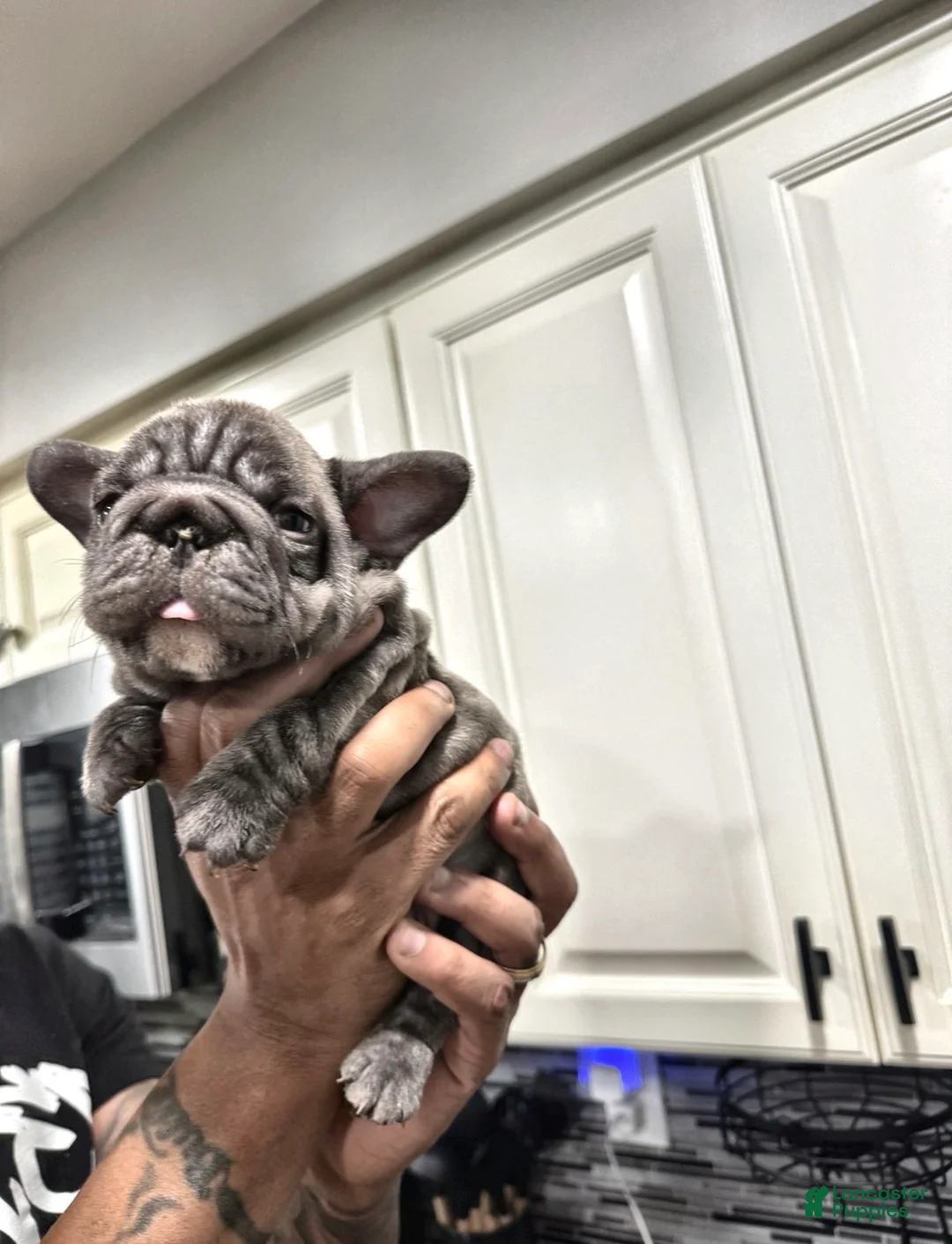 French Bulldog dogs for sale: French Bulldog 1 - Ad 2